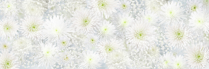 Chrysanthemum and Gypsophila white flower panoramic romantic background