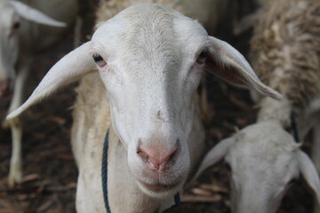 close look at the face of a white sheep