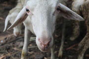 close look at the face of a white sheep