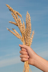 Wheat ears in the hand.Harvest concept