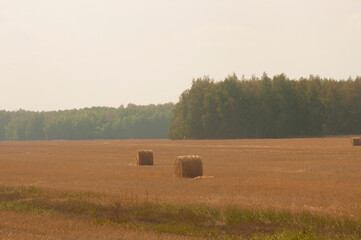 the freshly harvested grain field