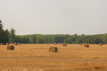 the freshly harvested grain field