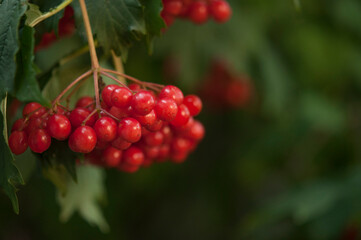 Guelder rose viburnum opulus berries and leaves in the summer outdoors. Red viburnum berries on a branch in the garden.