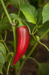 pepper plant on the garden