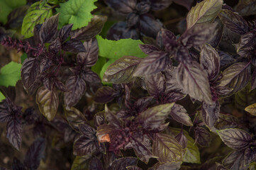 Basil grows in a greenhouse. Homegrown, gardening and agriculture concept