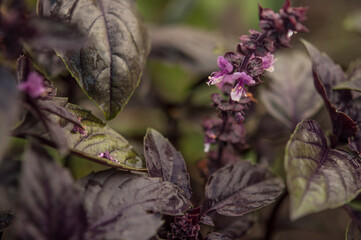 Basil grows in a greenhouse. Homegrown, gardening and agriculture concept