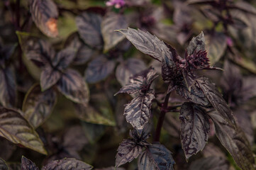 Basil grows in a greenhouse. Homegrown, gardening and agriculture concept