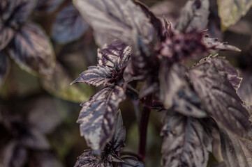 Basil grows in a greenhouse. Homegrown, gardening and agriculture concept