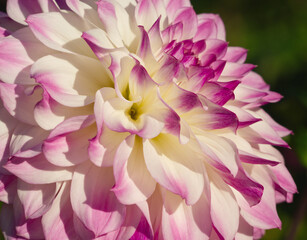 Macro of  vibrant white dahlia flower. Beautiful daisy flower with vibrant pink petals.  White pink chrysanthemum. Floral closeup. Flower aesthetic. Floral pattern. Autumn garden. Romance card, layout