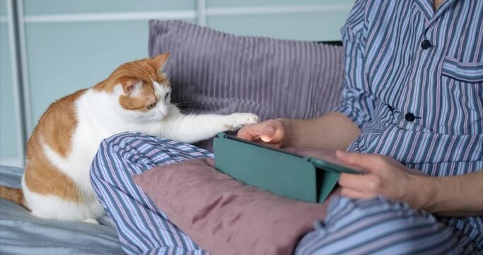Making purchases online or surfing on tablet while white ginger cat is playing with human hand. Male with no face using tablet computer in pajama sitting in bed. High quality 4k video footage