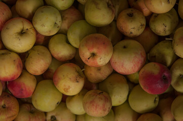 Apples fill a bin at an orchard market at harvest time.
