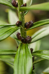 Close-up of red Belladonna Lily with green foliage grows in the garden.