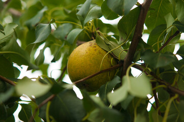 Pyrus pyrifolias hanging on branch.