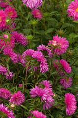 Dahlia flower, closeup of a purple bloom on a dahlia plant growing