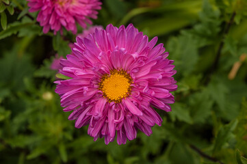 Dahlia flower, closeup of a purple bloom on a dahlia plant growing