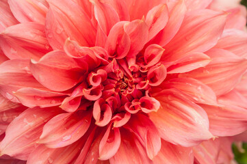 Macro of pink dahlia flower. Beautiful pink daisy flower with pink petals. Chrysanthemum with vibrant petals. Floral close up. Pink aesthetic. Floral pattern. Autumn garden. Romance card.