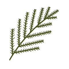 Green fir tree brunch with leaves isolated. Hand drawn png illustration.