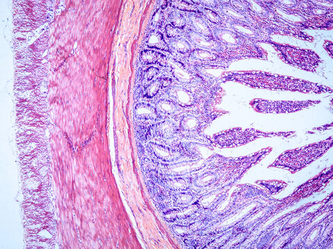 small intestine cross section under the microscope - optical microscope x100 magnification