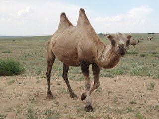 Bactrian camel in the wild, Arkhangai province, Mongolia. The Mongolian camels have two humps that...