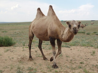 Bactrian camel in the wild, Arkhangai province, Mongolia. The Mongolian camels have two humps that roam freely in the vast steppes and in the deserts. 