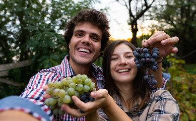 Happy young farmer couple or winemakers is showing fresh ripe grapes picked at the moment during harvesting season in vineyard and smiling in camera satisfied with results, taking selfie