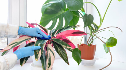 Hands processing potted plant Stromanthe against diseases, crop pests. Indoor flower and water can...