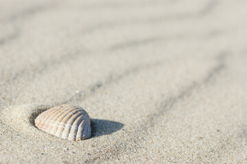Fototapeta na wymiar Shell on the beach II