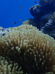 Fototapeta na wymiar Coral Reef in Egypt