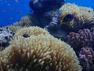 Naklejka na ściany i meble Coral Reef in Egypt