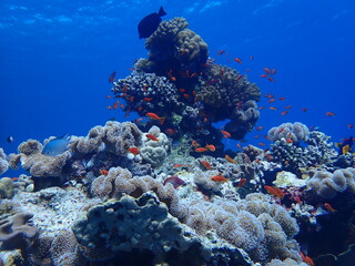 Fototapeta na wymiar Coral Reef in Egypt