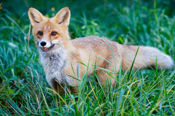 red fox in the grass