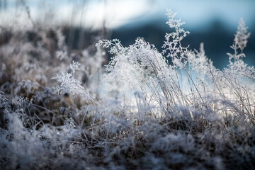 Frost on the grass