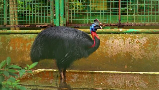 close-up of the blue-necked cassowaries with black feathers