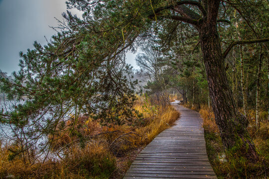 Moorlandschaft im Herbst