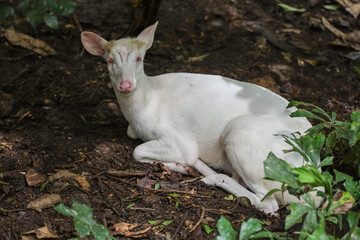 White barking deer is rest in forest