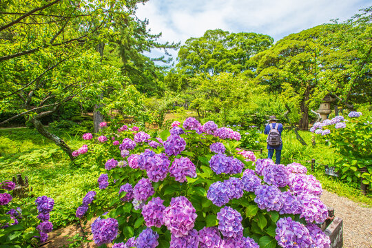 神奈川県　三渓園の風景・紫陽花

