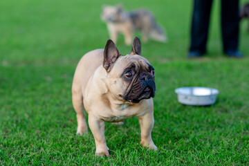 Fototapeta premium French Bulldog out for a walk on the green grass in a sunny warm day
