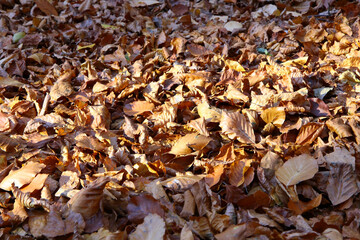 Brązowe, zeschłe liście leżące na ziemi. Jesienne tło