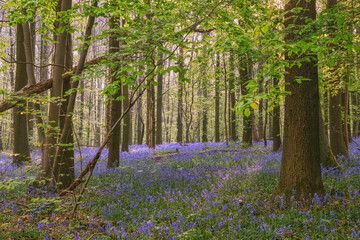 Beautiful spring forest covered with carpet of bluebells. Hallerbos in Belgium, famous place to admire bluebells in April