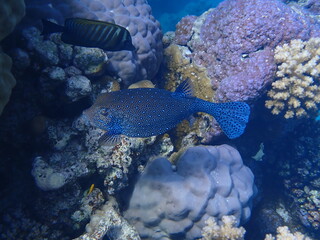 Scuba Diving in Egypt