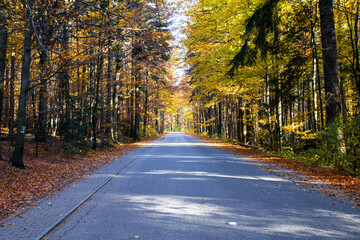 The trail leading to Łysa Góra (Święty Krzyż). Autumn forest. Fir forest