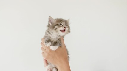 Striped gray cat in doctor hands. Kitten vet examining. Kitten pet check up, vaccination in veterinarian animal clinic.Health care domestic animal. Long Web banner Copy space. High quality 4k footage