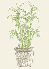 Fototapeta premium Floral plant hand draw vector illustration clip art