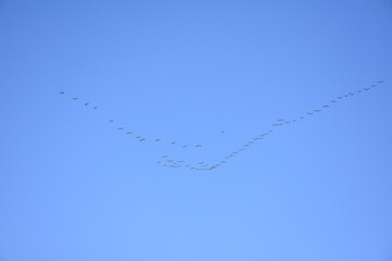 A flock of cranes returns from the south