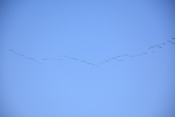 A flock of cranes returns from the south
