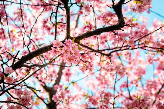 やわらかい光と満開の河津桜
