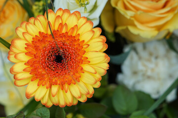 Blume