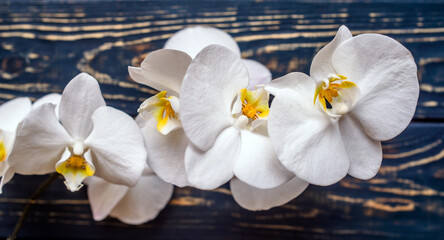 Naklejka na ściany i meble A branch of white orchids on a brown wooden background