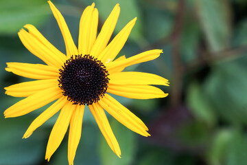 Blume