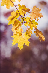 Autumn background-yellow maple leaves in the city Park
